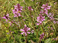 Epiaire officinale