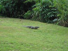 Varan - Varanus