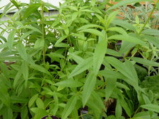 Verveine citronnelle