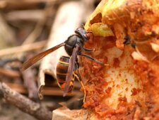 Vespa velutina
