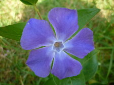 Grande pervenche (vinca major)