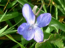 Violette