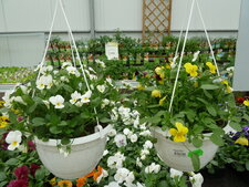 Viola cornuta