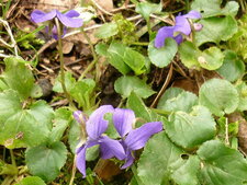 Violettes