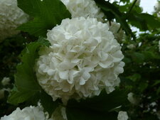Viorme boule de neige