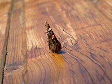Le Vulcain - Vanessa atalanta Linnaeus