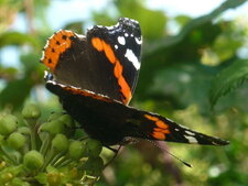 Papillon "Vulcain"