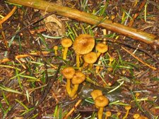Chanterelle