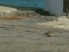 Pipit des arbres (sous réserve)