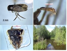 Callicorixa audeni (Hémiptère : Corixidé)