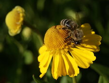 Abeille mélifère sur hélénie jaune