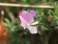 Bugrane renversée