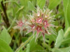 Trèfle étoilé (trifolium stellatum)