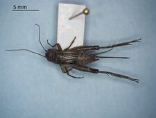 Allonemobius fasciatus femelle