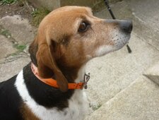 Chien courant de Halden (sous réserve)