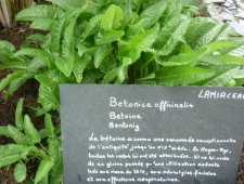 Betoine officinale