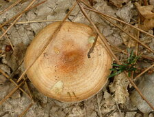 Champignon "russule" (sous réserve)