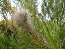Chenilles processionnaires