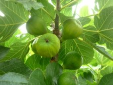 Figues blanches