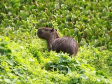 Capybara au soleil