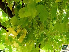 Vigne grimpante