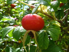 Fruit du rosier rugueux