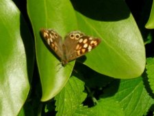  Papillon "Tircis"
