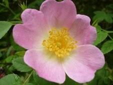 Eglantine