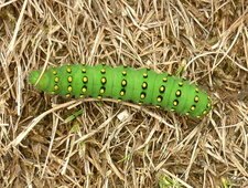 Chenille du petit paon de nuit (saturnia pavonia)