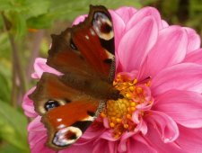 Papillon "Paon du jour"