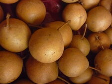 Poires sauvages