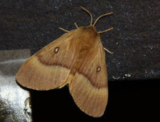 Lasiocampa quercus