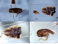 Hesperocorixa atopodonta (Hémiptère : Corixidé)