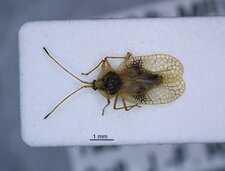 Gargaphia tiliae