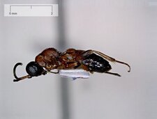 Gelis sp.-latéral