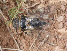 Lyriste plebejus