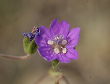 Géranium