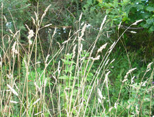 Dactyle