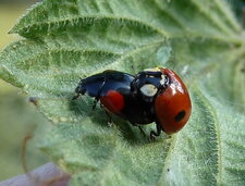 Coccinelles.Accouplement d