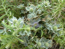 Panicaut bleu