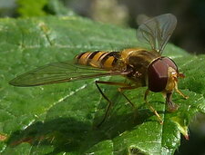 syrphe ceinturé