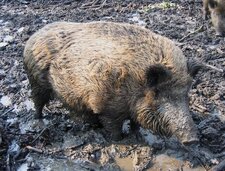 Article de journal - Deux sangliers cambriolent une bijouterie