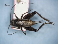 Allonemobius fasciatus mâle