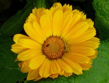 Calendula oficinalis