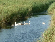 Famille de cygnes avec jeunes