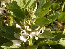 Fèves en fleurs