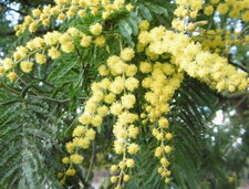 Mimosa