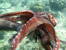 Poulpe (Octopus cyanea)