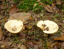 Champignons "lactaires"