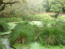 Laîche paniculée (carex paniculata)